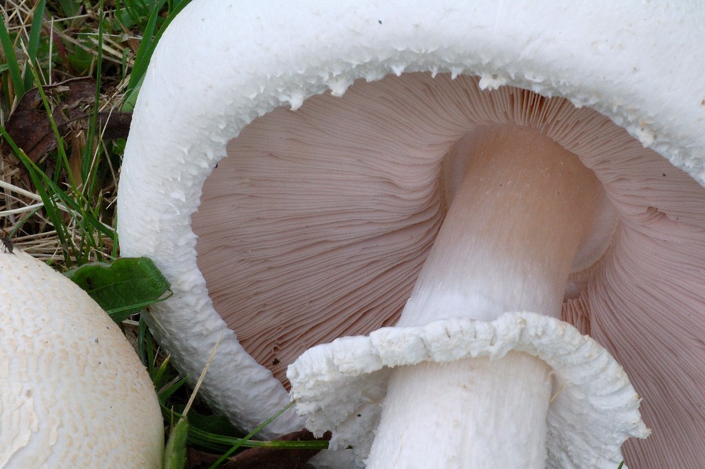 Agaricus nel campo di golf.